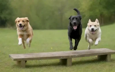 3 perros adultos de tamaño mediano con varias longitudes y colores del abrigo
