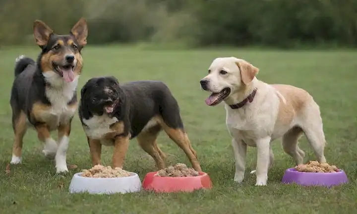 3-4 perros de tamaño mediano de razas mixtas con diferentes colores y texturas del abrigo, participando en diversas actividades como correr, jugar al fetch, y sumergirse en un fondo pastoso, rodeado de cuencos de comida, juguetes y golosinas, mostrando varios rangos de edad y tipos de cuerpo, con algunos perros que parecen energéticos y otros relajados