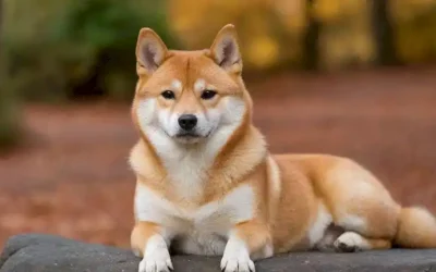 Un Shiba japonés Perro de raza Inu con pelaje rojo-orange