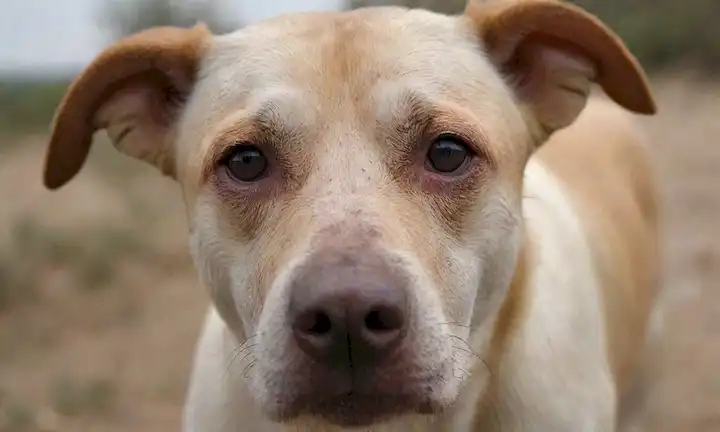 Una cara de perros, ojos cansados, boca seca, orejas hundidas, piel pálida, lengua picada, y una cabeza babeante