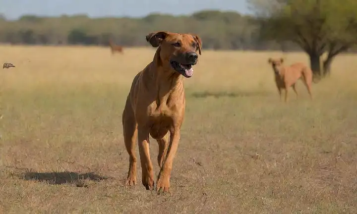 2 Rhodesian Ridgebacks with tails held high, running freely in a sun-drenched savannah landscape, with acacia trees and grasslands in the background, surrounded by fluttering butterflies, and one dog is sniffing the air, as if search for something interesting