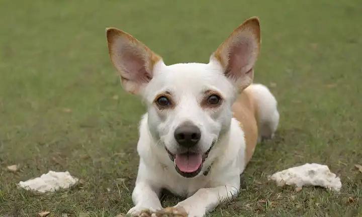 Un perro tranquilo con una cabeza crestada, tumbado en un campo pastoso, rodeado de migajas de comida dispersa, con una expresión relajada, con una pata ligeramente levantada