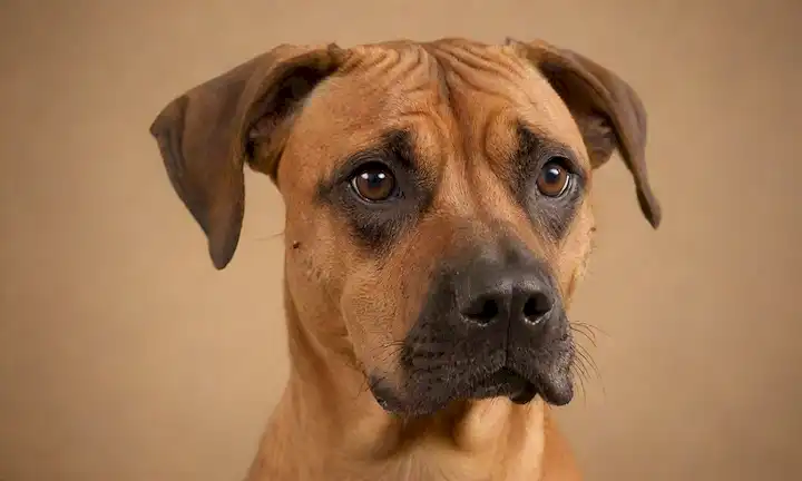 un retrato cercano de un perro, Rodasian Ridgeback raza, con piel arrugada, manchas de máscara negra en la cara, ojos marrones, cola curvada, y orejas erectas, con un fondo neutro