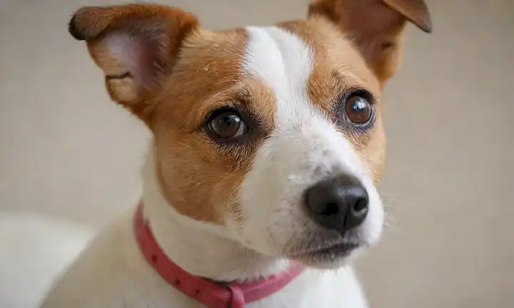 Un retrato cercano de un Jack Russell Terrier, mirada de ojos brillantes, expresión facial adorable, piel suave, marcas blancas en la cara, orejas inclinadas, cabeza ligeramente inclinada, aspecto dulce y entrañable