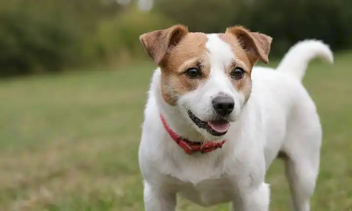 Un perro animado y enérgico con un cuello de parson distintivo