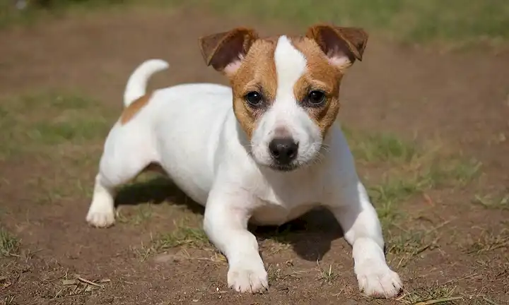 A Jack Russell Pelaje de terriers con colores vibrantes como blanco, brindle y bronceado; patrones como silla de montar, manta o abrigos parcheados; un perro cachorro o adulto posando en un entorno al aire libre como hierba, suciedad, o fichas de madera; luz natural arrojando sombras cálidas en el abrigo; un toque de movimiento para capturar la naturaleza energética de la raza