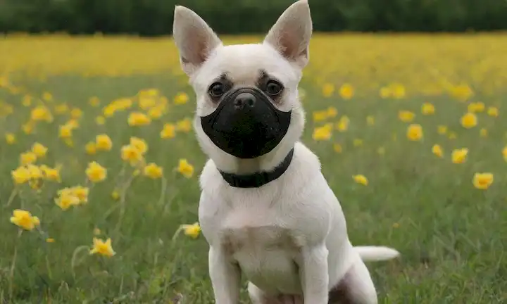 Pequeño perro blanco con una máscara de cara negra, oídos erectos y una cola corta, sentado en un campo verde hierba, rodeado de flores amarillas, mirando directamente a la cámara, con una expresión curiosa