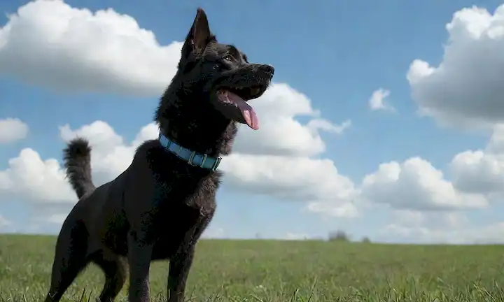 Un perro de color oscuro con una cola rizada, de pie sobre un fondo pastoso, con un collar, rodeado de nubes suaves, con cielos azules brillantes y sombras sutiles para destacar sus características faciales