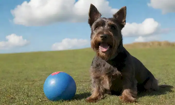 Un terrier escocés feliz y mediano sentado en un césped verde