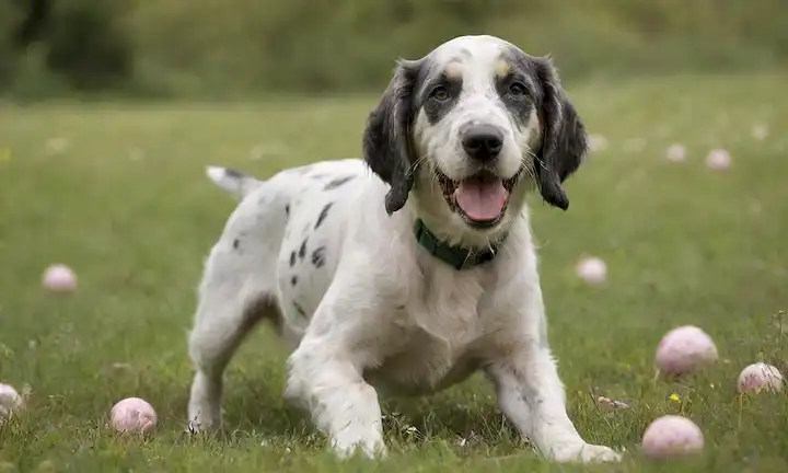 Un feliz cachorro inglés en un prado verde, rodeado de flores y árboles, con una suave luz solar, sosteniendo un juguete o una pelota en su boca, con una expresión tranquila y juguetona