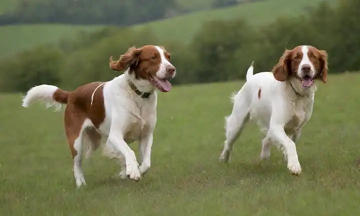 2-4 Red y White Irish Setters, diversas edades y razas, jugando, corriendo, o sentados juntos; campos verdes, colinas o bosques en el fondo; luz cálida, natural; texturas suaves como hierba, piedras, o cercas de madera; expresiones alegres y lenguaje corporal relajado