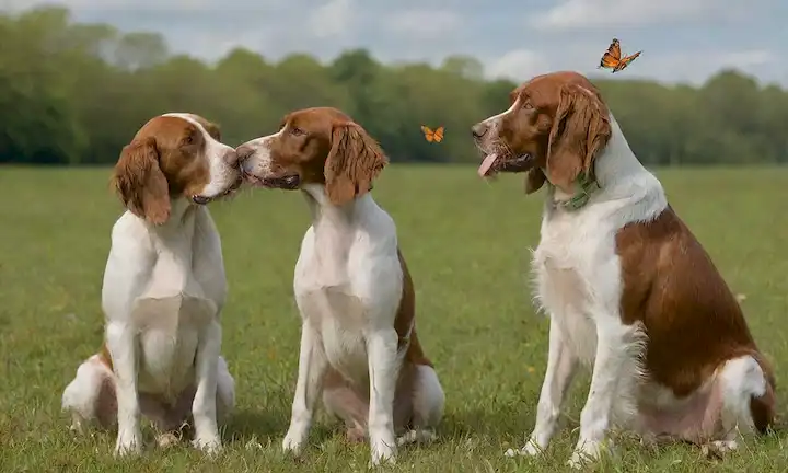 3-4 Los perros irlandeses rojos y blancos que juegan juntos en un prado verde, rodeados de mariposas, flores y árboles, con un perro lamiendo suavemente la nariz de otro, transmitiendo amistad y afecto, mientras que los otros dos observan curiosamente, puesto en contra de un cielo azul brillante con algunas nubes blancas hinchadas