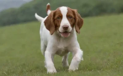 Cachorrito irlandés rojo y blanco con bola en campo verde
