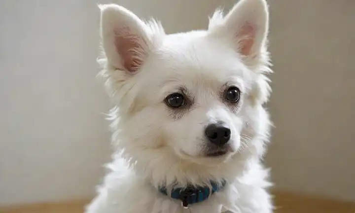 raza de perros de tamaño pequeño, pelaje blanco suave, cola rizada, orejas puntiagudas, ojos expresivos grandes, estructura facial resistente, mandíbula fuerte, delicada bozal, piel onda alrededor de la cara y el cuello, forma de cuerpo compacta, patas robustas