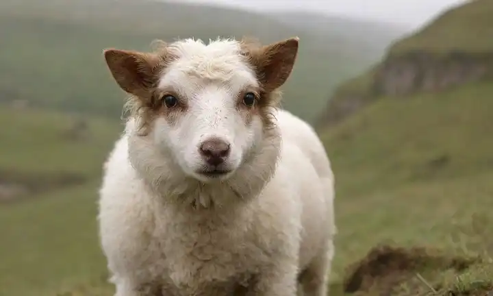 un pequeño perro raza