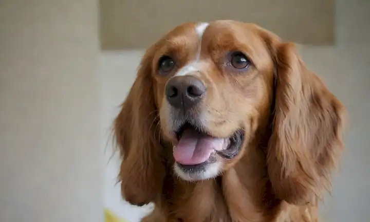 feliz Spaniel Hollandaise perro, recubrimiento limpio, ojos brillantes, cola ondulada, pose relajada, textura piel suave, colores brillantes