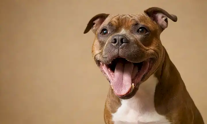 Un disparo de cerca de un Staffordshire Bull Terriers cara con su boca abierta y la lengua hacia fuera, mostrando su piel arrugada; junto a ella, una pata se está extendiendo, tal vez sosteniendo algo pequeño como un juguete o un regalo, contra un cálido fondo dorado; la imagen debe capturar a los perros personalidad juguetona pero cariñosa