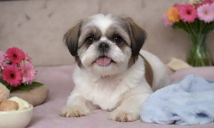 A Shih Perro Tzu acostado en una manta suave y suave, rodeado de flores frescas y colores calmantes, con una suave sonrisa en su cara, junto a un tazón de comida y un plato de agua, con unos juguetes y golosinas dispersos alrededor