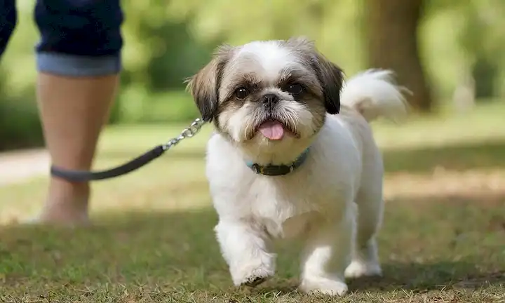 Un juguetón Shih Tzu sobre una correa, caminando junto a su dueño en un día soleado, con un fondo borroso de árboles verdes y un cielo azul brillante, mostrando a los perros pequeño tamaño, piel hinchada y expresión adorable, mientras su cola se enrolla libremente como huele alrededor