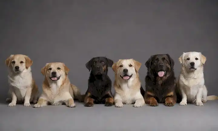 5-7 perros de raza pequeña, 3-5 perros de raza media, 2-3 perros de raza grande, longitudes de capa variable, colores y texturas, algunos sentados, otros de pie o acostados, con un fondo simple, con sutiles cues