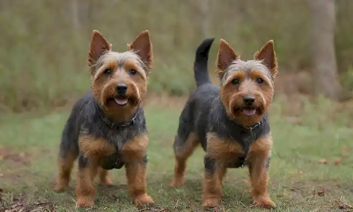 3-4 Terriers australianos con variados abrigos y expresiones