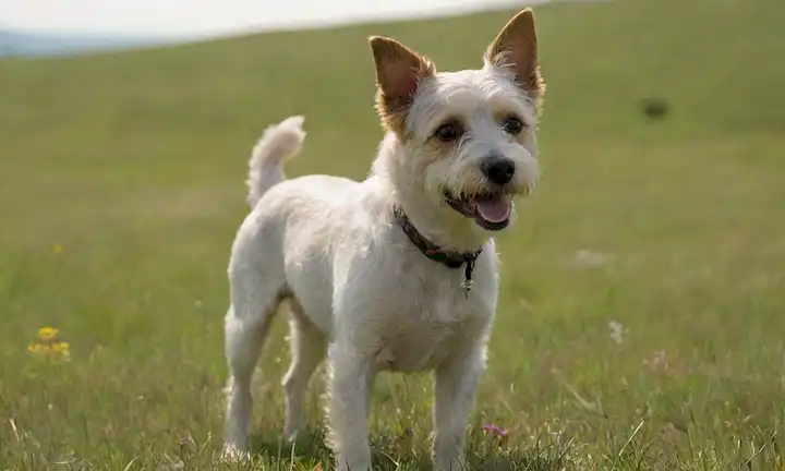 Un animado perro Terrier Galés, retrato de cara completa con ojos brillantes, recubrimiento y cola ondulante, en un prado verde con colinas rodantes, rodeado de flores silvestres florecientes, luz del sol caliente, brisa suave