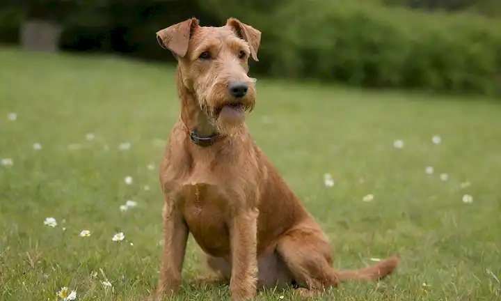 Perro irlandés Terrier con un abrigo rojo y marcas blancas