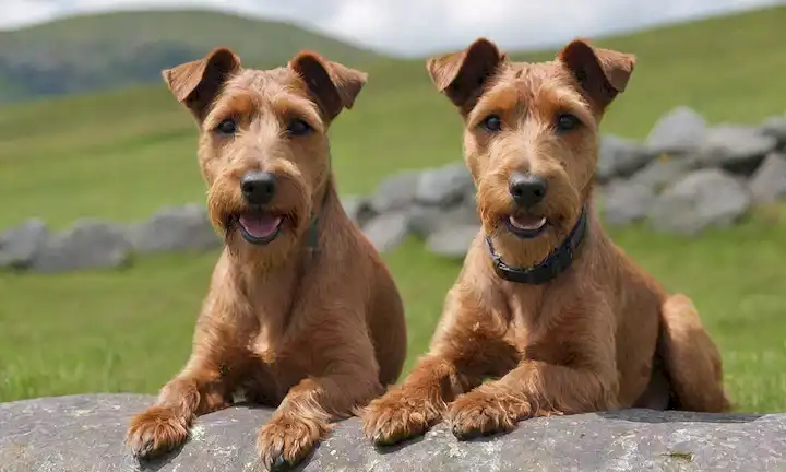 3D rendering of a playful Irish Terrier with soft fur, green eyes, and a friendly expression, sitting on a stone wall or rocky outcropping, surrounded by lush green grass, a blue sky with white clouds, and perhaps some blooming wildflowers, conveying a sense of joy and connection to nature