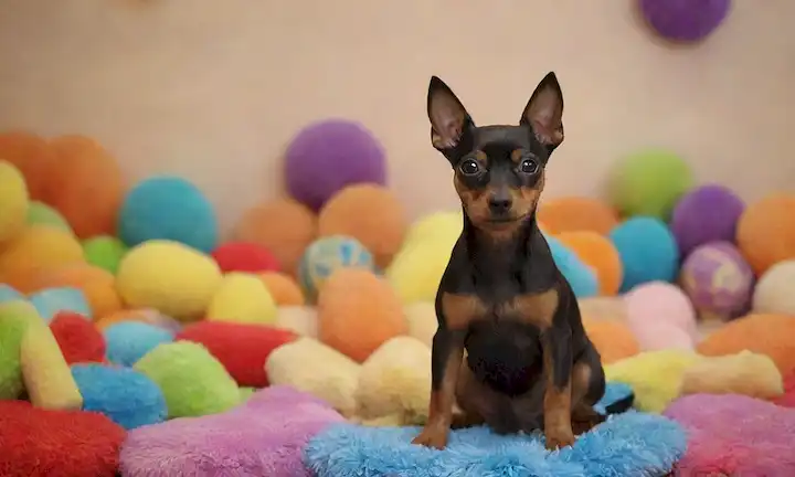 raza de perros pequeños