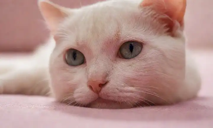 Un plano de apertura urinaria de gatos, rodeado de delicada piel rosa, con arrugas y pliegues sutiles, iluminado por la cálida luz del sol, arrojando sombras suaves; unos pocos pelos estragos cercanos; un esbozo débil de la textura de la piel circundante en el fondo; un sentido de suavidad y vulnerabilidad