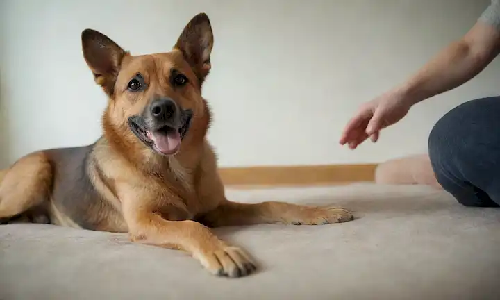 Un perro feliz y relajado sentado en una superficie suave, con patas estiradas, con una suave pata masajeada por una mano de dueños, en un entorno tranquilo y tranquilo, con luz natural, rodeado de cómodos cojines o mantas, transportando confianza y afecto