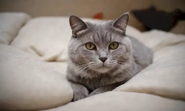Un gato de aspecto vulnerable con piel gris y ojos nublados, acostado en una cama suave, rodeado de almohadas, mantas y unos pocos juguetes, con un enfoque suave en su cara, transmitiendo calidez y comodidad