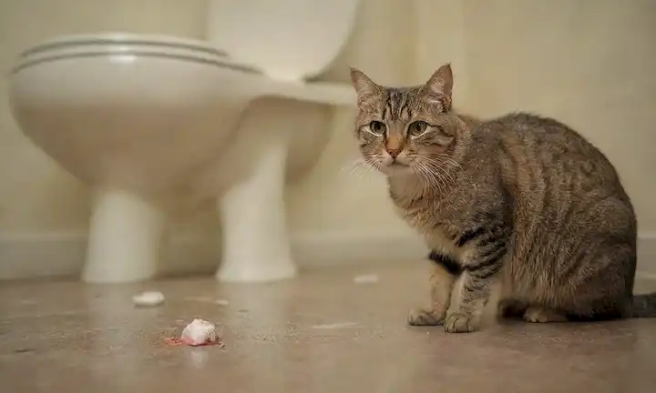 Un gato con una expresión preocupada, vómitos bolas de pelo, rodeado de clavijas de pelo dispersas en un piso de aspecto angustiado, con un cuenco de baño en el fondo, un triste propietario sentado al lado de él mirando preocupado, un vaso de agua cerca y un esbozo débil de una bola de pelo en la lengua de gatos