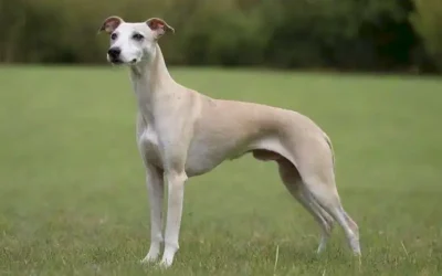 Un perro de raza de batido esbelto con una capa gris